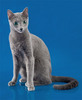 русского голубого котенка