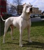 Dogo Argentino