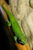 Самец фельзумы мадагаскарской (Phelsuma madagascariensis grandis)