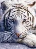 Пазл `White Tiger Face`