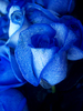 Синие розы!!!!