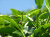 green tea day: 11 april