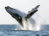 Посмотреть на  китов в их среде обитания