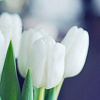 Букет белых нераспустившихся тюльпанов