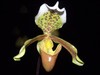 Пафилопедиум (Paphiopedilum)