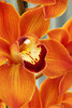 Оранжевая орхидея