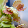 dionaea muscipula