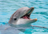 поплавать с дельфином