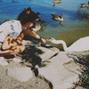 feed ducks