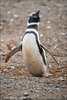 наблюдать пингвинов в дикой природе