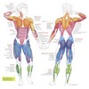 «Анатомия человека» Учебник