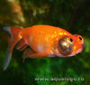 Золотая рыбка – Звездочет или небесное око