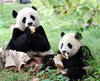 панды и любые пандопроизводные