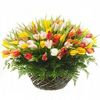 корзина разноцветных тюльпанов