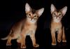 Абиссинские котята (котик и кошечка)