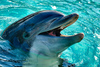 Поплавать с дельфинами в открытом бассейне