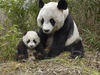 Посмотреть на панд в Китае.