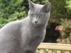 Кот или кошка, сибирский голубой