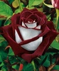 Роза сорта Osiris