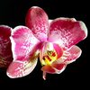 фаленопсис оригинальной расцветки