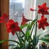 Многолетний цветок - Амариллис
