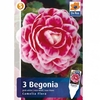 Бегонии - клубни