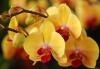 Орхидея Фаленопсис, желтая