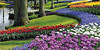 Голландский цветочный парк Кёкенхоф