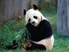 погладить панду