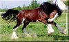 Shire horse,Шайр