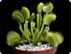 Венерина мухоловка(Dionaea Muscipula).