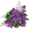 Букет сирени