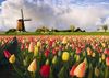 Голландия: парад цветов. Поля лаванды