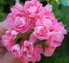 Пеларгонии Swanland Pink