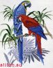 Parrot cross stitch