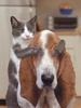 Кошка и собака в доме
