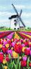 Набор Анкор Dutch Tulips Landscape