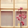 орхидеи себе в спальню