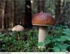в лес за грибами