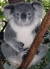 подержать на руках живую коалу