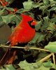 Cardinalis cardinalis