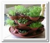 Garden of spicy herbs in a pot / Сад пряных трав