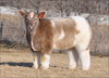 увидеть плюшевых коров из Айовы