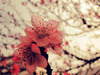 Увидеть цветение сакуры в Японии