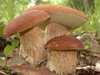 В лес за грибами