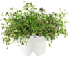 Click and Grow: thyme