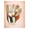 открытки с ботаническими рисунками
