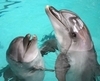 Поплавать с дельфинами.