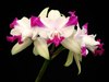 Cattleya intermedia'aquinii'