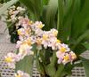 Oncidium Twinkle 'CT Flamingo'